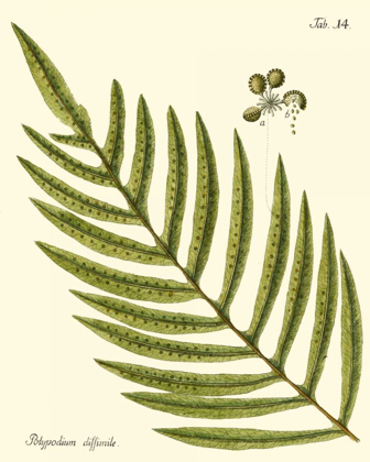 Picture of SMALL ANTIQUE FERN I