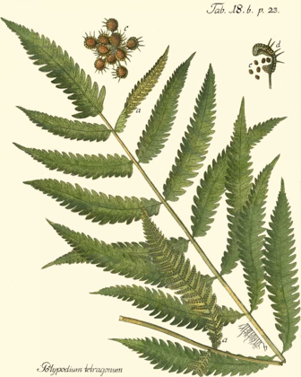 Picture of SMALL ANTIQUE FERN II