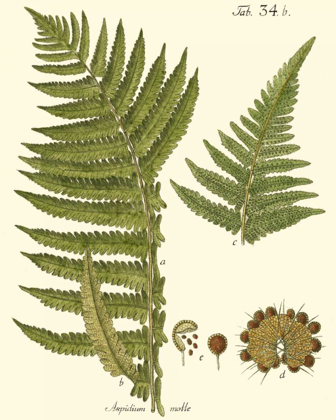 Picture of SMALL ANTIQUE FERN III