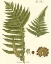 Picture of SMALL ANTIQUE FERN III