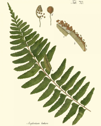 Picture of SMALL ANTIQUE FERN V