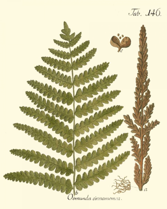 Picture of SMALL ANTIQUE FERN VI