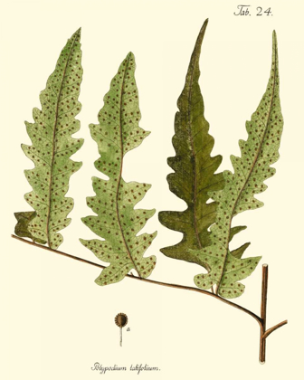 Picture of SMALL ANTIQUE FERN VII