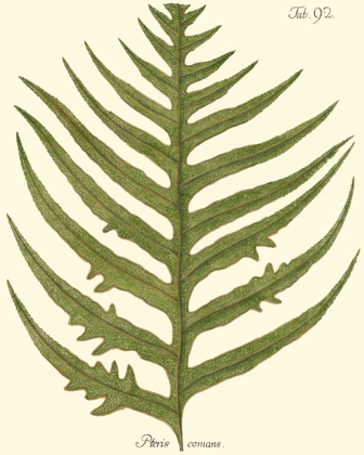 Picture of SMALL ANTIQUE FERN VIII