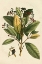 Picture of SMALL SEASONAL FOLIAGE IV