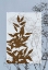 Picture of SMALL TRANSLUCENT WILDFLOWERS V