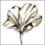 Picture of SMALL TULIP SKETCH IV