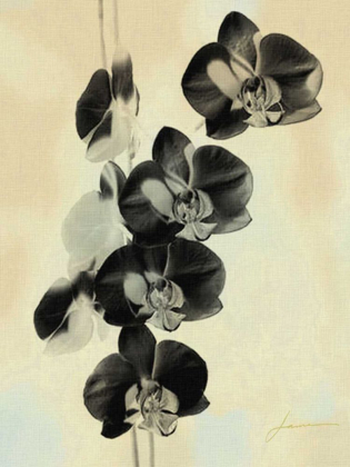 Picture of ORCHID BLUSH PANELS III