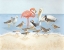 Picture of SEABIRD SUMMIT