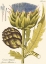 Picture of ARTICHOKE, PL. 462