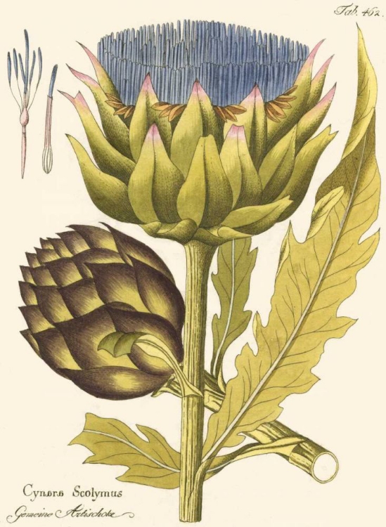 Picture of ARTICHOKE, PL. 462