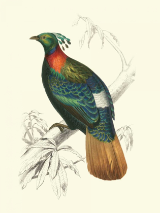 Picture of BIRDS OF COSTA RICA II
