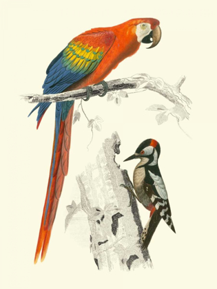 Picture of BIRDS OF COSTA RICA III