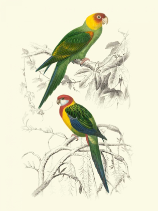 Picture of BIRDS OF COSTA RICA IV