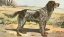 Picture of MANS BEST FRIEND II