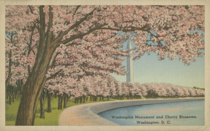 Picture of WASH. MONUMENT AND CHERRY BLOSSOMS
