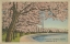 Picture of WASH. MONUMENT AND CHERRY BLOSSOMS