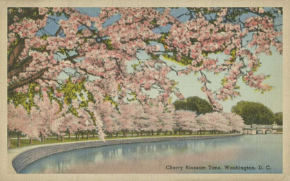 Picture of CHERRY BLOSSOM TIME