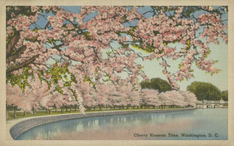 Picture of CHERRY BLOSSOM TIME
