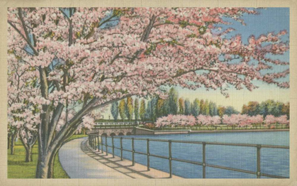Picture of CHERRY BLOSSOMS, POTOMAC PARK