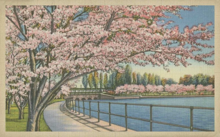 Picture of CHERRY BLOSSOMS, POTOMAC PARK
