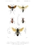 Picture of ANTIQUE BEES I