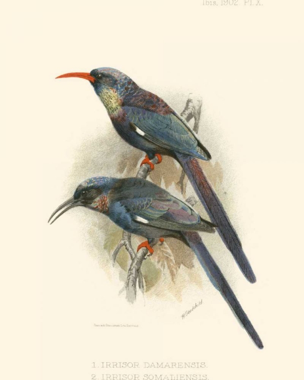 Picture of BIRDS IN NATURE III