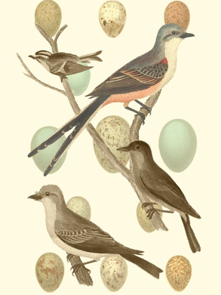Picture of BRITISH BIRDS AND EGGS I