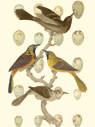 Picture of BRITISH BIRDS AND EGGS II