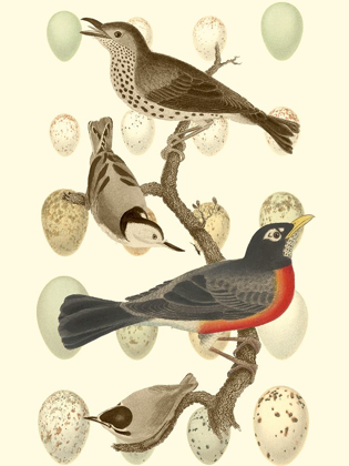 Picture of BRITISH BIRDS AND EGGS III