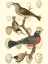 Picture of BRITISH BIRDS AND EGGS III