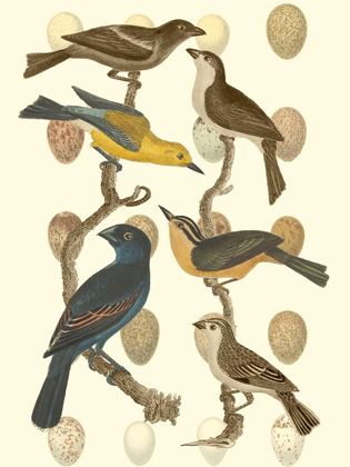 Picture of BRITISH BIRDS AND EGGS IV