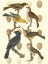 Picture of BRITISH BIRDS AND EGGS IV