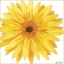 Picture of BRIGHT BLOSSOMS IV