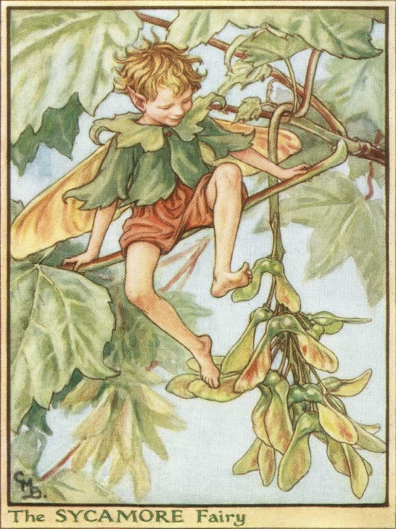 Picture of THE SYCAMORE FAIRY