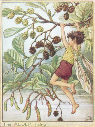 Picture of THE ALDER FAIRY