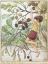 Picture of THE ALDER FAIRY