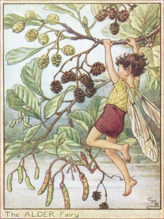 Picture of THE ALDER FAIRY