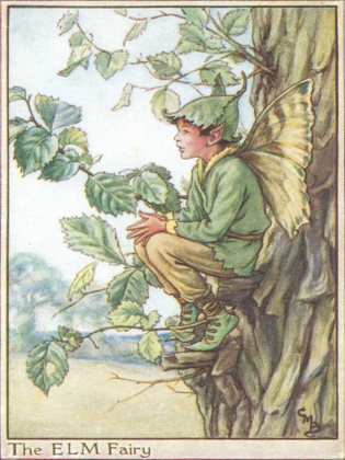 Picture of THE ELM FAIRY