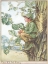 Picture of THE ELM FAIRY