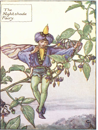 Picture of THE NIGHTSHADE FAIRY