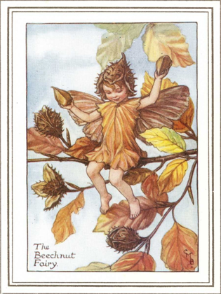 Picture of THE BEECHNUT FAIRY