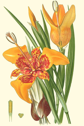 Picture of STRIKING LILIES I