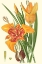 Picture of STRIKING LILIES I