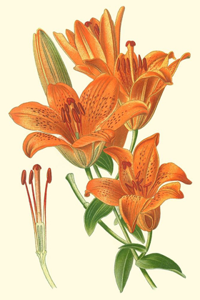 Picture of STRIKING LILIES II
