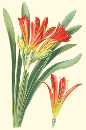 Picture of STRIKING LILIES III