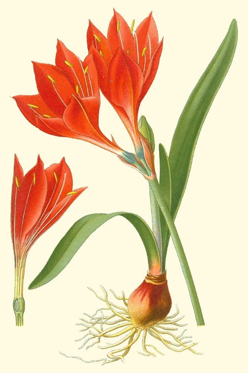 Picture of STRIKING LILIES IV