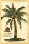 Picture of BRITISH COLONIAL PALM III