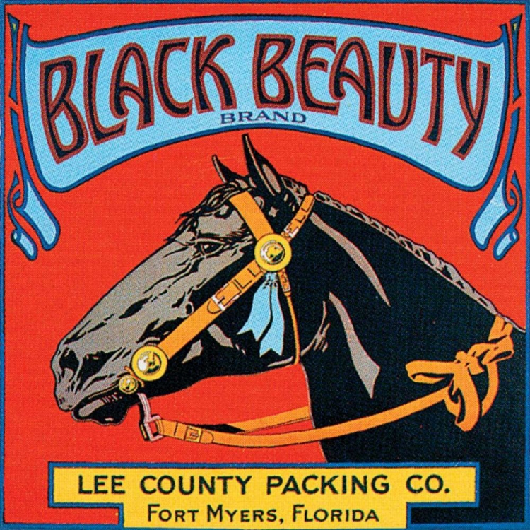 Picture of BLACK BEAUTY