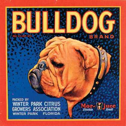 Picture of BULL DOG